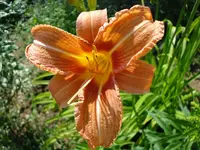 Taglilie.webp