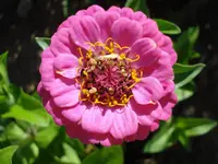 Zinnie.webp