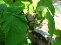 Himbeeren.webp