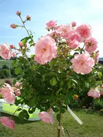 Hochstammrose Bonica.webp