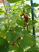 Johannesbeeren.webp