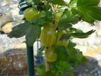 Stachelbeeren.webp