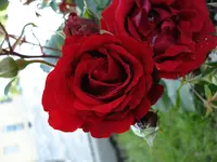 Beetrose.webp