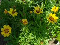 Garten 17 June 09 005.webp