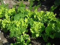 Himbeere im Salat.webp