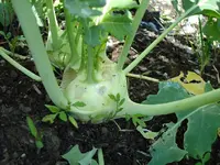 Kohlrabi.webp