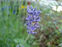 Lavendel.webp