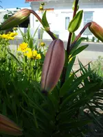 Lilie.webp