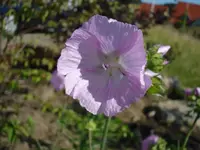 STorchschnabel.webp