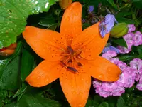 Lilie o (2).webp