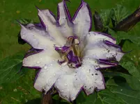 Datura.webp