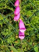 Digitalis.webp