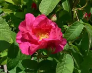 RR_P1060115_Wilde_Rose_ss_600_478.webp
