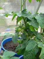 CIMG7391.webp
