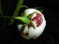 P1190760.webp