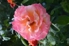 DSC_2534.webp