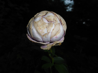 P1190771.webp