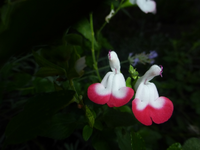 P1190734.webp