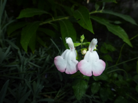 P1190732.webp
