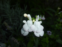 P1190731.webp