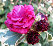 hibiskus purpureus _sept.webp