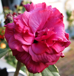 hibiskus purpureus__sept.webp