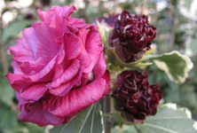 Hibiskus purpureus sept.webp