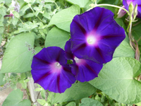P1190803.webp