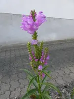 P1190857.webp