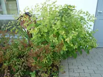 P1110679.webp