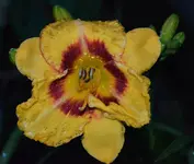 244.webp