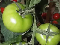 Tomate_Licor_F1_unreif.webp