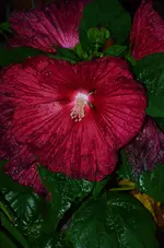 DSC_0023.webp