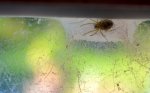 DSC_0587_Spinne_im_Doppelnetz.jpg DSC_0587_Spinne_im_Doppelnetz.jpg