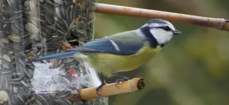 Blaumeise5+.webp