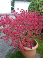 Schmetterlingsflieder 007.webp