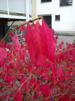 Schmetterlingsflieder 009.webp