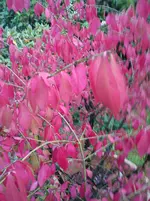 Schmetterlingsflieder 011.webp
