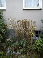 Schmetterlingsflieder 005.webp