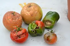 DSC_0859_faule_Fruchte.webp