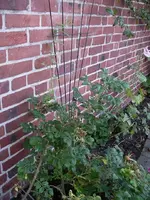 IMGP6999.webp