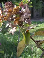 IMGP6995.webp