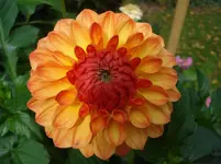 Cyriaksburg.webp