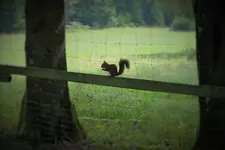 eichhörnchen.webp