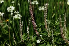 Tulsi oder.webp