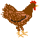 huhn-0063.gif