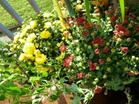 Chrysanthemen.webp