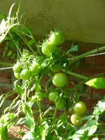 Black Cherry.webp