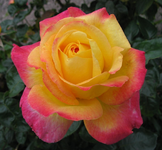 Blüte orient express sept.webp