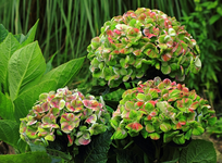 Magical Coral blau_3 of a kind_dicke Blüten_640.webp
